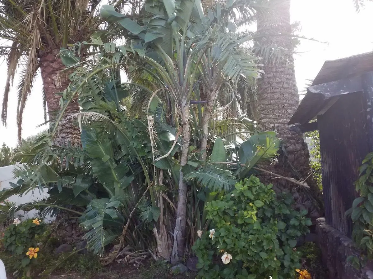 Palmeras Ingenio