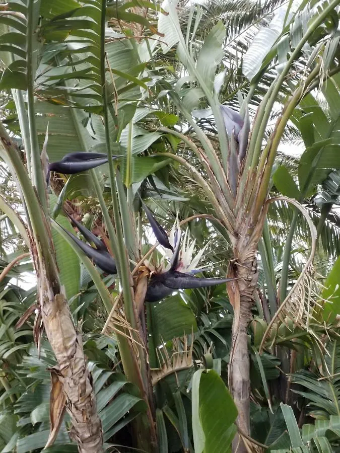 Palmeras Ingenio
